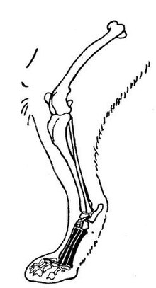 A cat's skeletal leg anatomy in a digitigrade stance