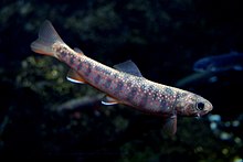 Photo of young Dolly Varden trout at Sunpiazza aquarium in Sapporo, Hokkaido Prefecture, Japan