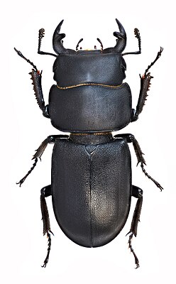 Dorcus parallelipipedus