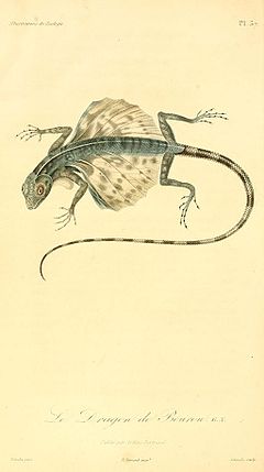 Description de l'image Draco bourouniensis 1831.jpg.