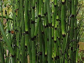 Equisetum hyemale