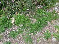 Colony of rosettes