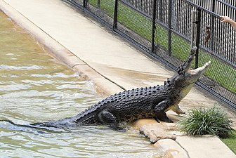 תנין הים (Crocodylus porosus), בתיאבון!