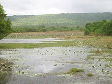 A lake mostly covered with floating aquatic plants. The further bank is lined with trees and a hill is in the background.