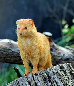 Slender mongoose, by Karelj