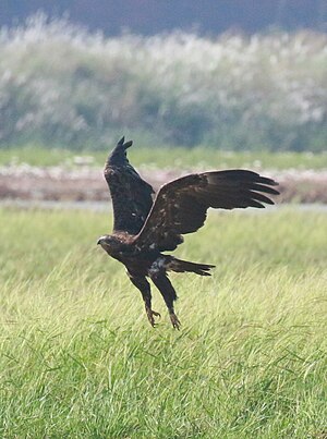 Greater spotted eagles, such as this one in Palakkad, Kerala, often forage alongside and compete against sympatric eagle species.
