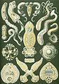 Image 5 Flatworms Credit: Ernst Haeckel, Kunstformen der Natur (1904) The flatworms, flat worms, Platyhelminthes, or platyhelminths (from the Greek πλατύ, platy, meaning "flat" and ἕλμινς (root: ἑλμινθ-), helminth-, meaning "worm") are a phylum of relatively simple bilaterian, unsegmented, soft-bodied invertebrates. Being acoelomates (having no body cavity), and having no specialised circulatory and respiratory organs, they are restricted to having flattened shapes that allow oxygen and nutrients to pass through their bodies by diffusion. The digestive cavity has only one opening for both ingestion (intake of nutrients) and egestion (removal of undigested wastes); as a result, the food can not be processed continuously. (Full article...) More selected pictures