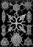 Haeckel's Spumellaria; the skeletons of these Radiolaria have foam-like forms.