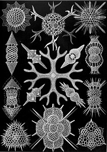 Radiolarians, by Ernst Haeckel