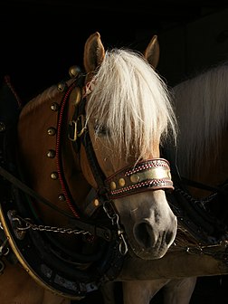 Le Haflinger est un double-poney originaire de la région d'Avelengo (en allemand Hafling) dans le Sud-Tyrol. (définition réelle 2 846 × 3 794)