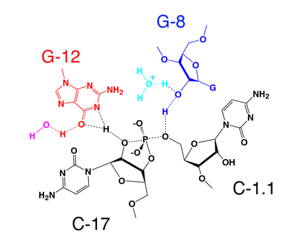 Interactions possible de l'état de transition telles qu'extrapolées à partir de la structure du ribozyme cristallisé.