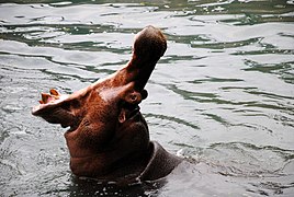 Hippo