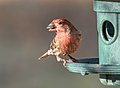 Image 100House finch with a sunflower seed at a feeder in Green-Wood Cemetery