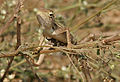 Female in Krishna Wildlife Sanctuary, Andhra Pradesh, India.