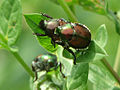 Mating, Ottawa, Ontario, Canadá