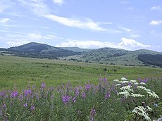 湿原の畔に咲くヤナギラン