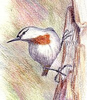 Krüper's Nuthatch