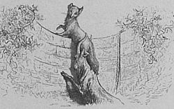 Image illustrative de l’article Le Renard et le Bouc