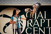 A trained red-tailed hawk working with a volunteer from the Ojai Raptor Center
