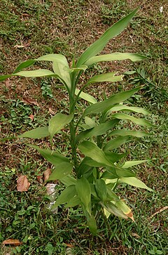 Description de l'image Lucky Bamboo (Dracaena braunii).jpg.