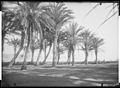 Palms of Alger, , 1881, Collection Eugene Trutat