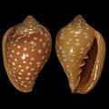 Marginella goodalli Dakar Harbour, Senegal