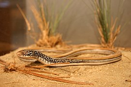 Ophisaurus mimicus