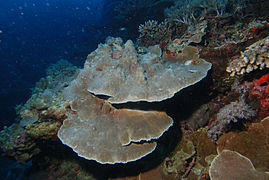 Montipora foliosa, un corail recouvrant.