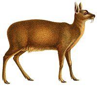 Moschus chrysogaster