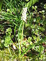 Muscari botryoides 'Album'