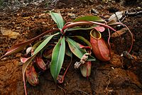 A young plant with lower pitchers growing in an exposed site