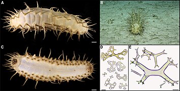 Oneirophanta sp.