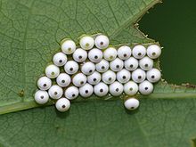 White moth eggs with black central spots seen clustered together on a leaf from above.