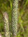 Phleum pratense