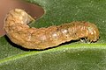 larva