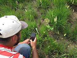 Man in baseball cap in a prairie taking a photo of a pink wildflower with his smartphone
