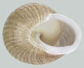 Concha de Polydontes lima (Ferussac, 1821)[6], em vista inferior.