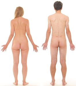 Posterior view of human female and male to show the comparison of their buttocks