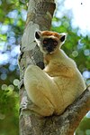 Golden-crowned sifaka