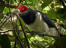 Rödmaskad malkoha (P. pyrrhocephalus)