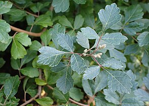 Foliage