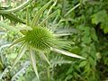 Kopf der Schlitzblatt-Karde (Dipsacus laciniatus)