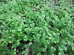 Selaginella kraussiana.