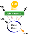 Image 39Photosynthesis changes sunlight into chemical energy, splits water to liberate O2, and fixes CO2 into sugar. (from Carbon dioxide in Earth's atmosphere)