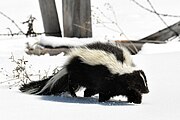 Black and white striped skunk in snow