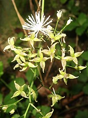 果実は1花に2-5個つき、狭卵状の痩果になり、縦に隆起する10稜があり、基部は無柄かごく短い柄がある。痩果の先端に残存花柱があり、その先に強く反曲する残存柱頭がある。