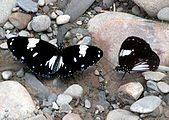 Euploea radamanthus (Danaini)