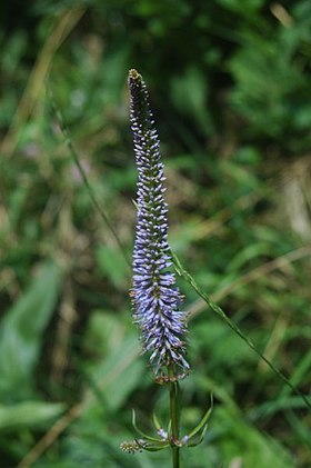 Veronicastrum virginicum