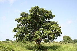 Port général de l'arbre.