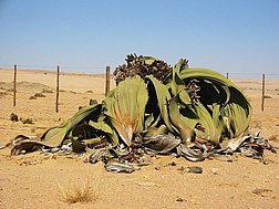 Welwitschia mirabilis, le plus grand spécimen connu, 1 m de haut, 4 m de diamètre, âgé sans doute de 1 500 ans (Namibie).